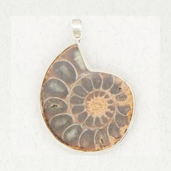 Ammonite